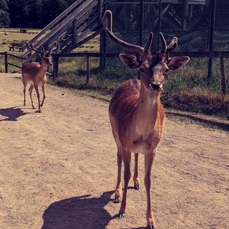 Ein Reh oder Hirsch (also ein Tier mit geweih) schaut direkt in die Kamera. Dahinter in etwas Entferung ein zweites. Es scheint die Sonne.
