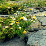 Zwischen grauen Granitsteinen und schwarzem Teer waschen grüne Pflanzen mit weiß-gelben Blüten