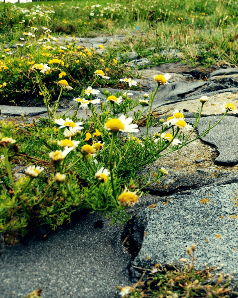Zwischen grauen Granitsteinen und schwarzem Teer waschen grüne Pflanzen mit weiß-gelben Blüten